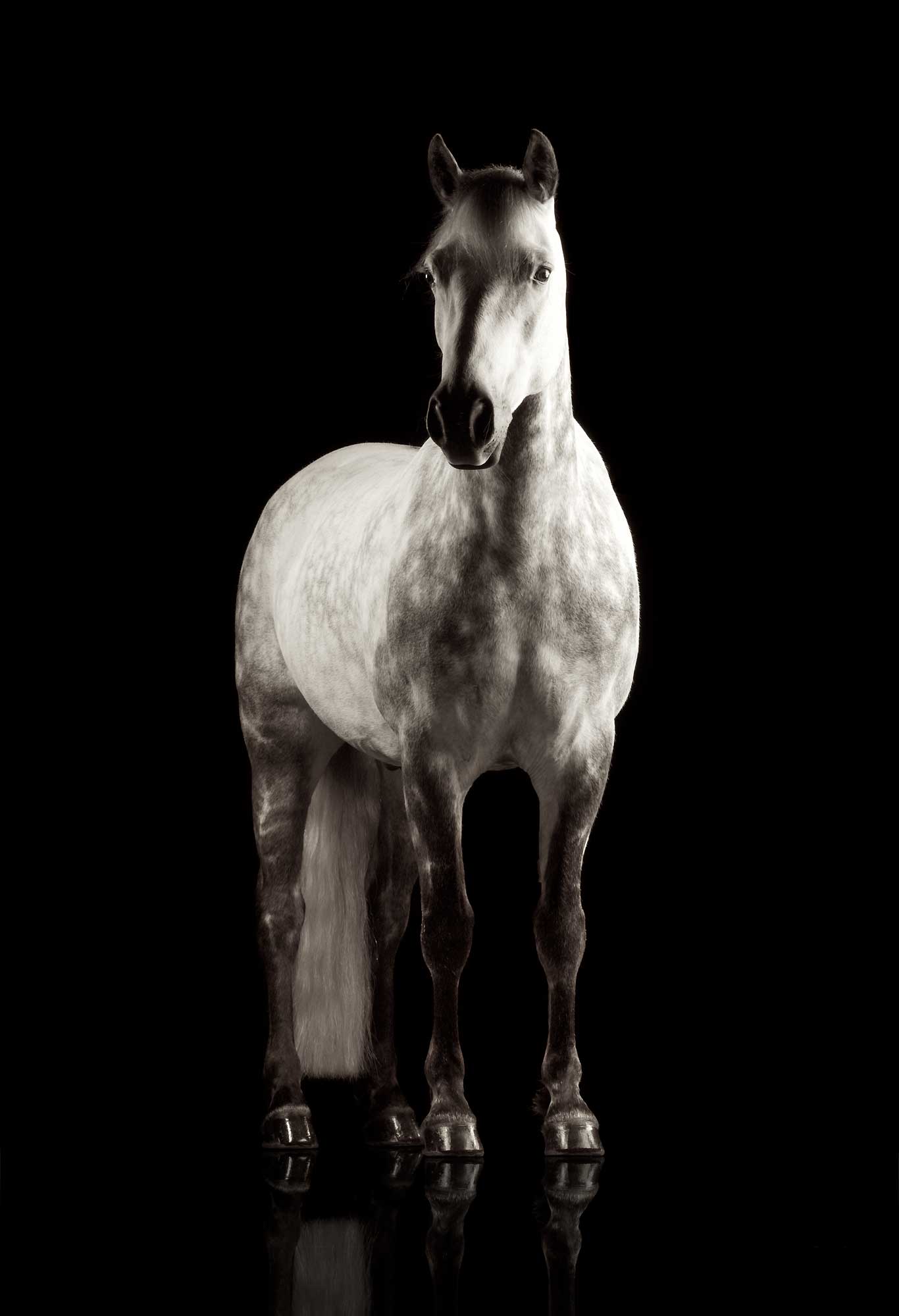 Dappled-Grey-Horse-