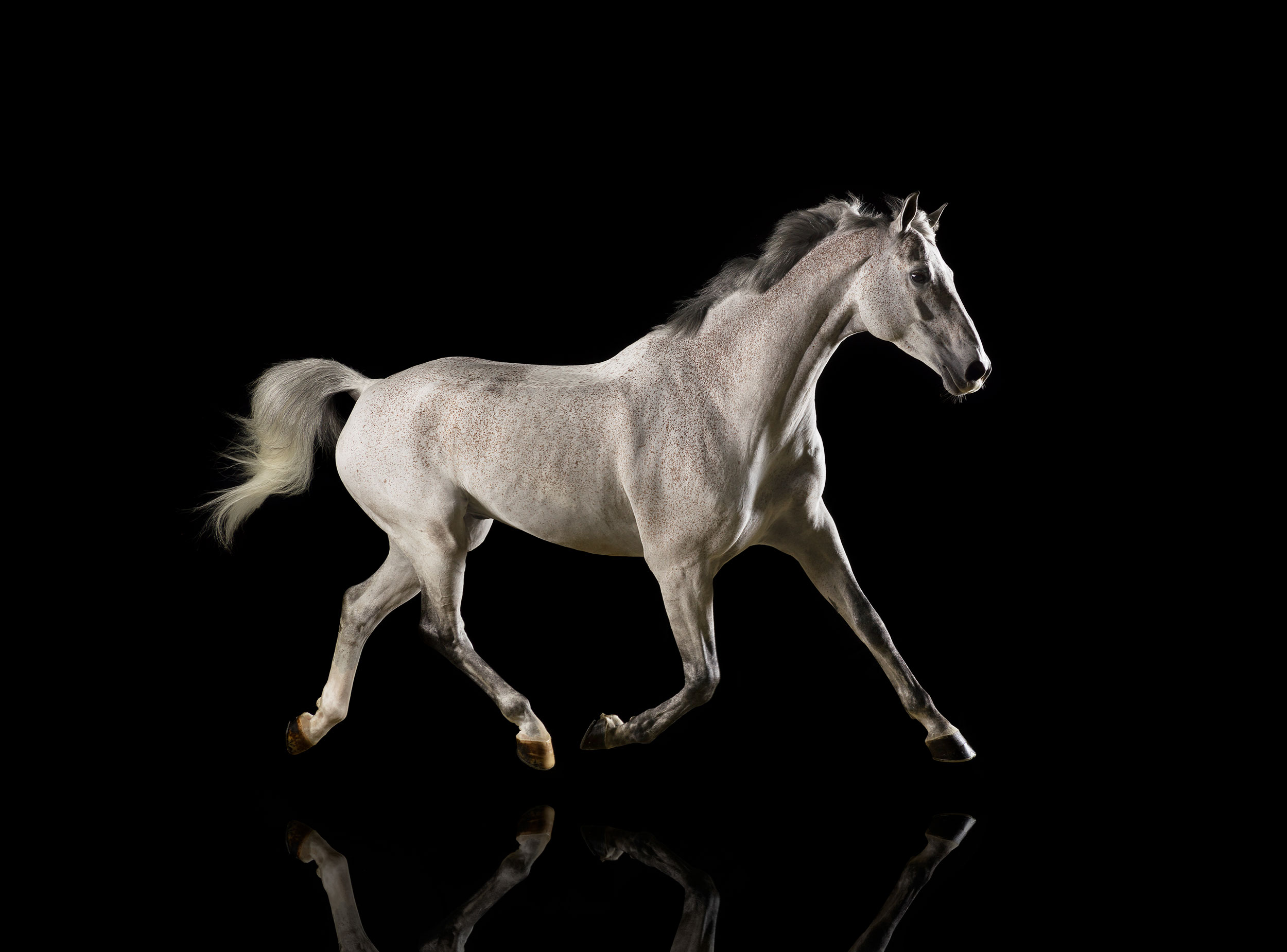 Mark-Harvey-Mirror-Trot