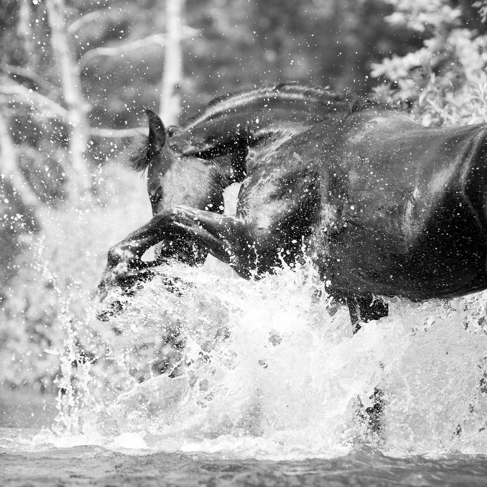 Mark-Harvey_Water-Horse