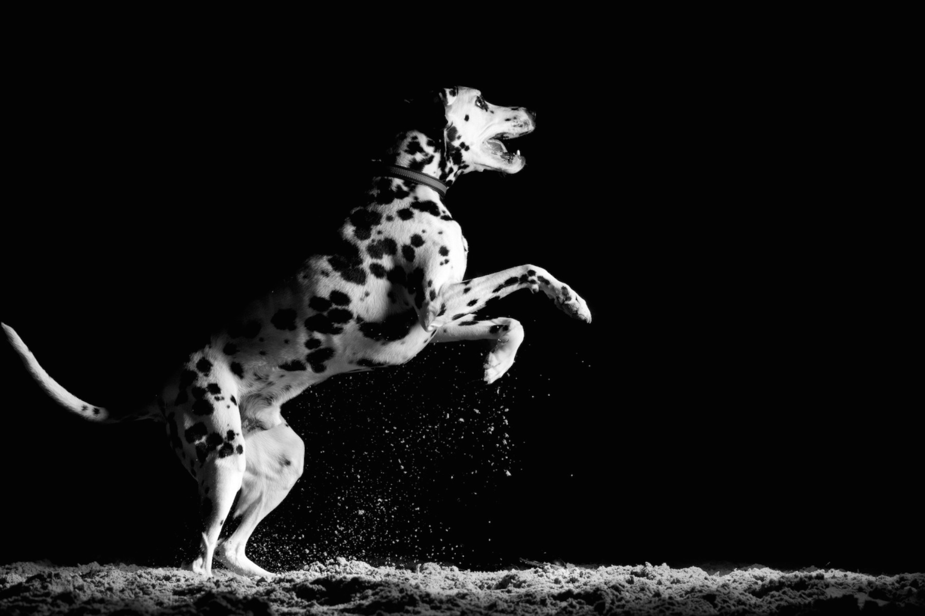 RearingDalmation